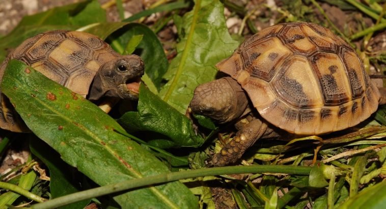 A teknős remek karácsonyi ajándék lehet!