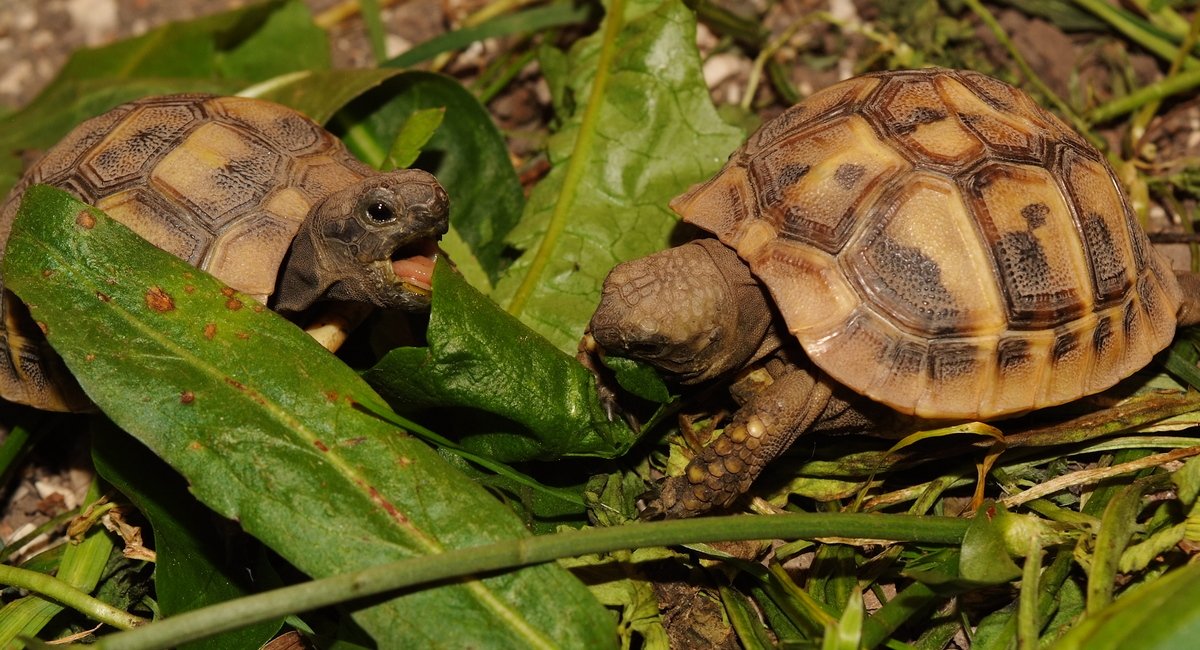 A teknős remek karácsonyi ajándék lehet!