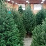 Idén is a nordmann fenyő a karácsony sztárja