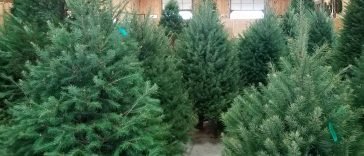 Idén is a nordmann fenyő a karácsony sztárja