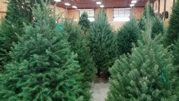 Idén is a nordmann fenyő a karácsony sztárja