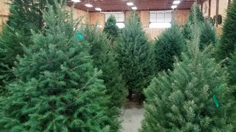 Idén is a nordmann fenyő a karácsony sztárja