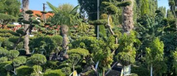 Alkalmazkodó növények Hungaroplant kínálatában