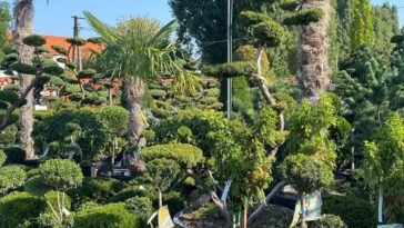 Alkalmazkodó növények Hungaroplant kínálatában