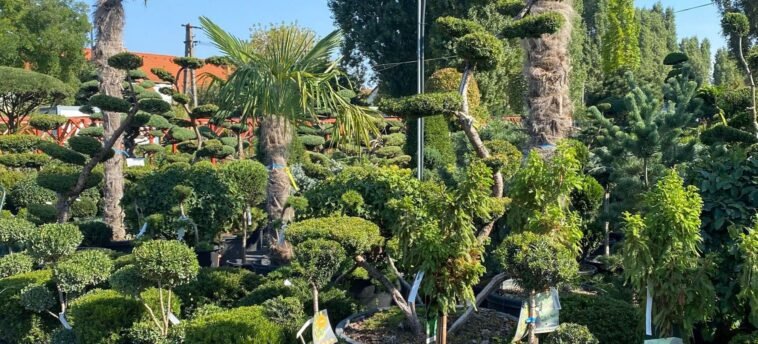 Alkalmazkodó növények Hungaroplant kínálatában